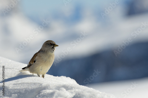 Photo: Dolomites huge panorama view in winter snow time Dolomites huge panorama view in winter snow time