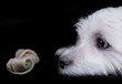 Photo : Maltese dog Maltese dog