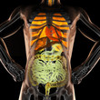human entrails radiography scan