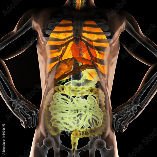 Illustration: human entrails radiography scan human entrails radiography scan