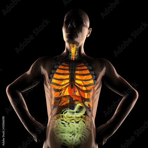 Illustration: human entrails radiography scan human entrails radiography scan