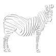 zebra