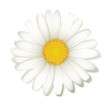 Margeritenblüte