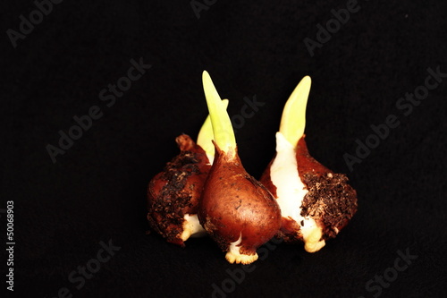 Photo: Tulip bulbs sprouting Tulip bulbs sprouting