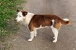Mixed-Breed Dog