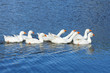 Domestic Geese Swimming in the Lake