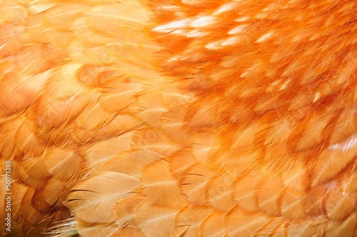 Photo: Red Chicken Feathers Close-Up Red Chicken Feathers Close-Up