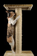 Cute Cat with Closed Eyes Scratching a Scratching Post