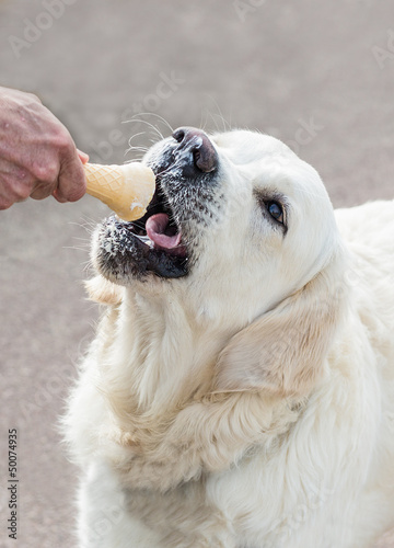 Photo: Happy dog eating Ice cream Happy dog eating Ice cream