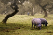 Iberian pig in the meadow