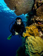 Photo: Scuba diver by coral reef Scuba diver by coral reef