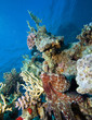 Photo: Reef Octopus and Diver Reef Octopus and Diver