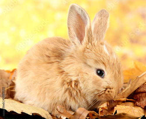 Photo: Fluffy foxy rabbit on leaves in park Fluffy foxy rabbit on leaves in park