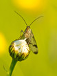Scorpion fly portrait
