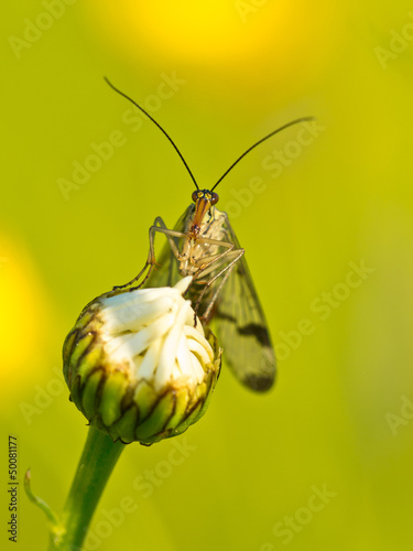 Photo: Scorpion fly portrait Scorpion fly portrait