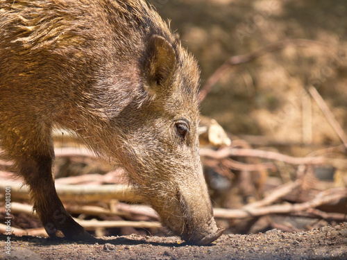 Photo: Wild boar female Wild boar female