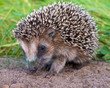 Photo: Hedgehog Baby close up Hedgehog Baby close up