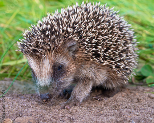 Photo: Hedgehog Baby close up Hedgehog Baby close up