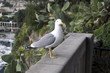 Crazy seagull in Monaco