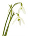Snowdrops isolated on white background