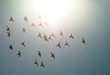 Birds