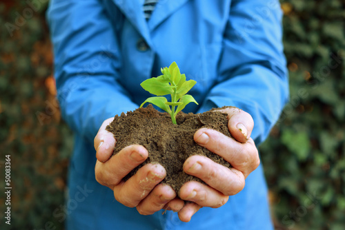 Photo: Plant in hands of agricultural worker Plant in hands of agricultural worker