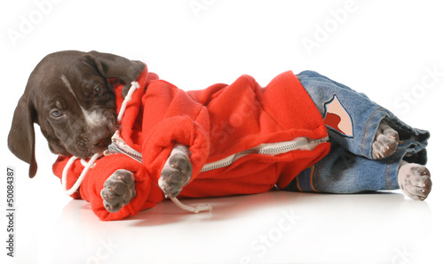 Photo: cool dog cool dog