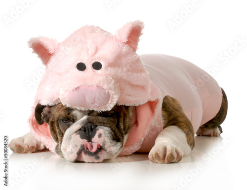Photo: dog dressed up like a pig dog dressed up like a pig