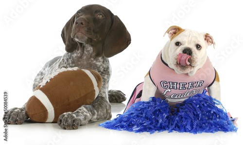 Photo: sports hounds sports hounds