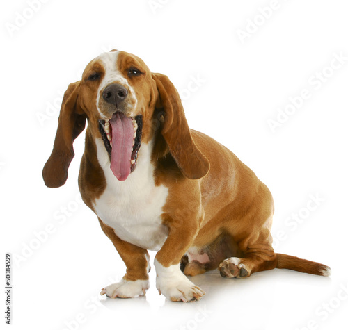 Photo: basset hound yawning basset hound yawning