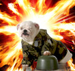 military dog