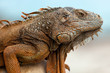 Iguana