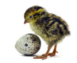 Nestling quails are waiting for siblings