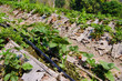 Strawberry farm in Northern of Thailand