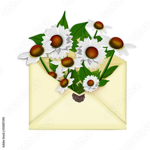 Illustration: Chamomile flowers in the mail envelope Chamomile flowers in the mail envelope