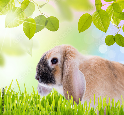 Photo: Der Osterhase Der Osterhase