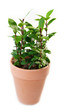 Bay Laurel (Laurus nobilis)