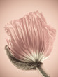 Mohnblüte, Makro, Detail 35, mit filmkorn