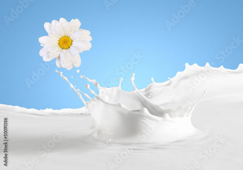 Photo: Fresh milk with camomile Fresh milk with camomile