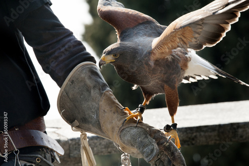 Photo: Falcon and falconer Falcon and falconer