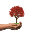 Female Hand holding a big red tree