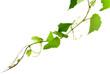 sarment de vigne
