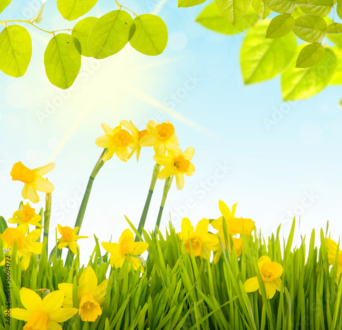 Photo: frühblüher frühblüher