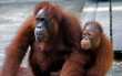 Photo: Orangutan with her baby, Semenggoh, Borneo, Malaysia Orangutan with her baby, Semenggoh, Borneo, Malaysia
