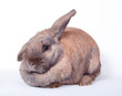 Dicker Hase