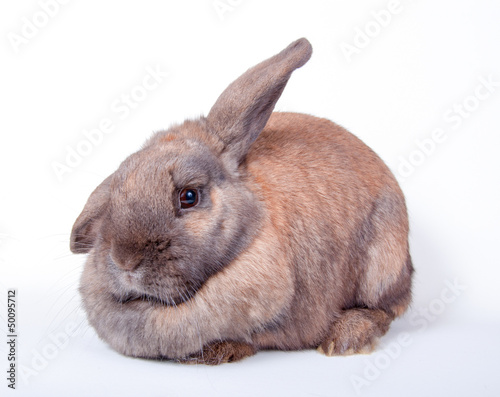 Photo: Dicker Hase Dicker Hase