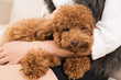 Napping puppy