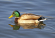 schwimmende Ente