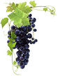 grappe de raisin noir