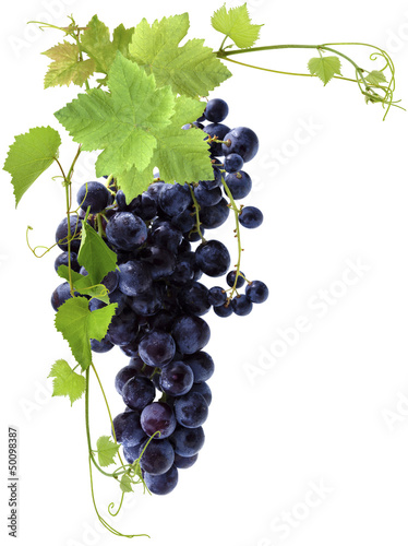 Photo: grappe de raisin noir grappe de raisin noir